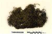 藏品(反葉粗蔓苔)的圖片